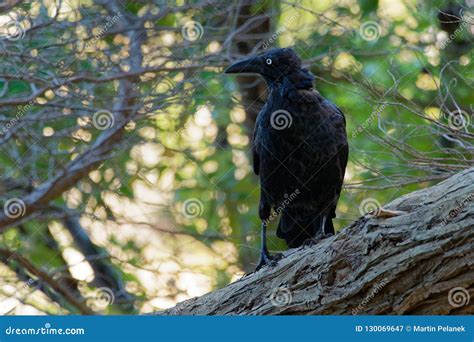 Forest Raven - Corvus Tasmanicus Known As the Tasmanian Raven, Passerine BirdCorvidae Native To ...