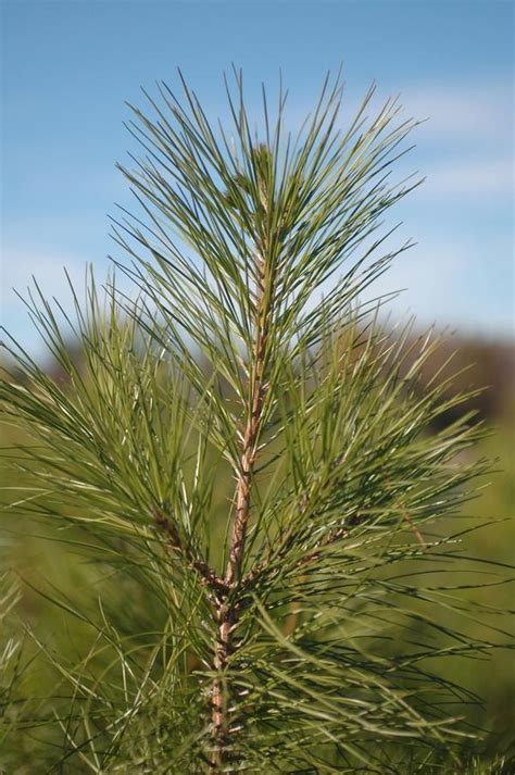 Pinus taeda Loblolly Pine from Colesville Nursery