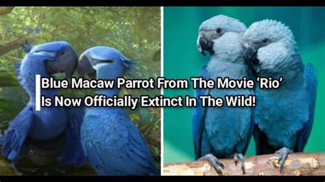 Blue Macaw Parrot From The Movie ‘Rio’ Is Now Officially Extinct In The ...