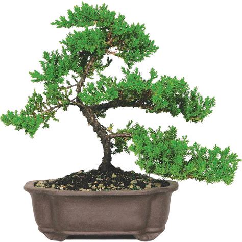 Brussel's Green Mound Juniper Bonsai - Medium - (Outdoor) - Not Sold in ...