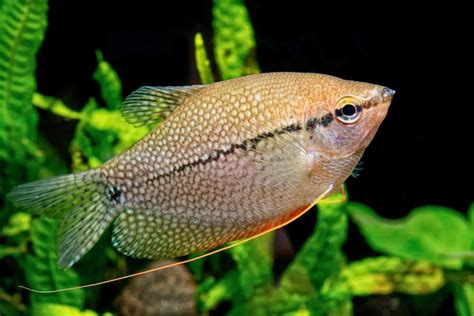 Get Information On Kissing Gourami Fish | Pets Nurturing