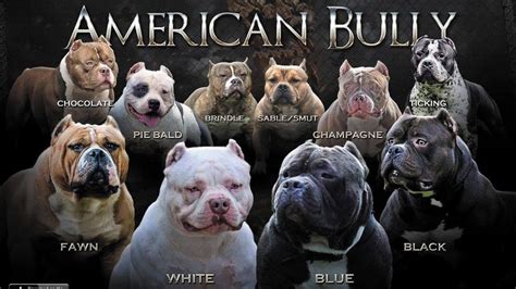 American Bully Colors: Which color is the most preferred?! - YouTube