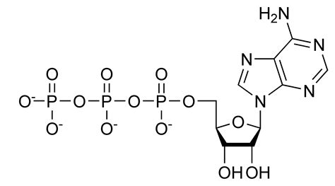 File:ATP chemical structure.png - Wikimedia Commons