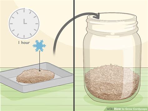 3 Simple Ways to Grow Cordyceps - wikiHow