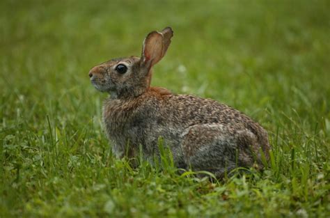 Eastern Cottontail Rabbit | Wildlife Illinois