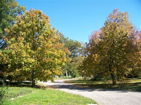 Aesculus flava Yellow Buckeye on PlantPlaces.com