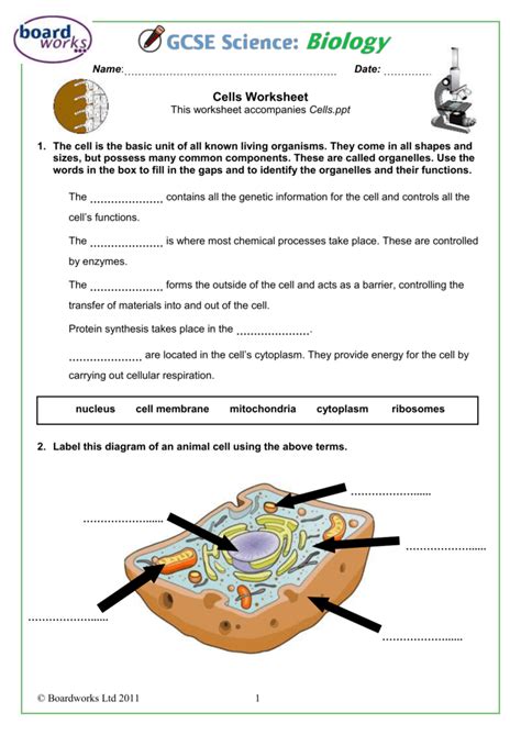 Cells Worksheet