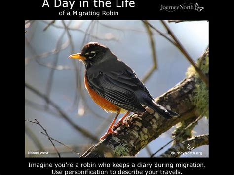 03/04/2020 Robin Migration Kicks into Full Gear