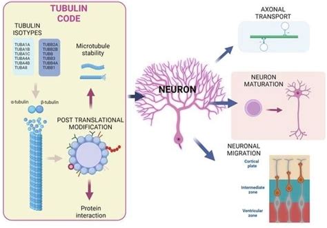 IJMS | Free Full-Text | Deciphering the Tubulin Language: Molecular ...