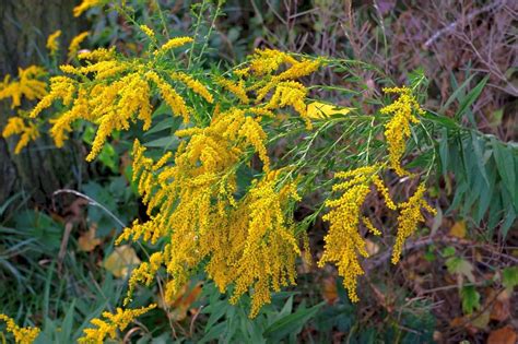 How to Grow Goldenrod Flowers (Solidago) - Gardening Channel