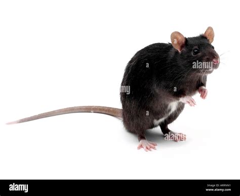 A black domestic pet rat standing up Stock Photo: 9209616 - Alamy