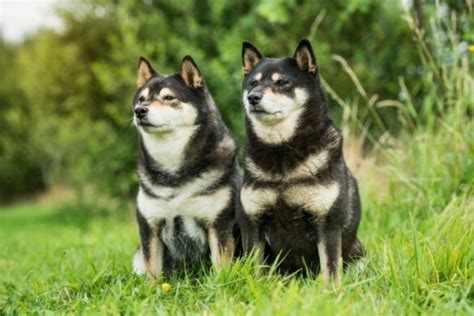 All the Shiba Inu colors explained (with pictures!) - DogsPlanet.com