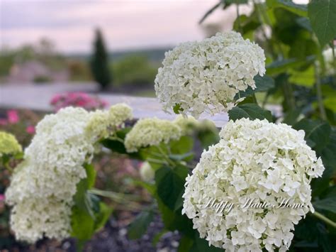 How to Care for Annabelle Hydrangeas and Avoid the Drooping Effect - Happy Haute Home