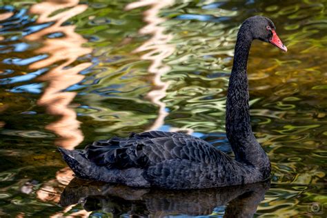 Black Swan Background - High-quality Free Backgrounds