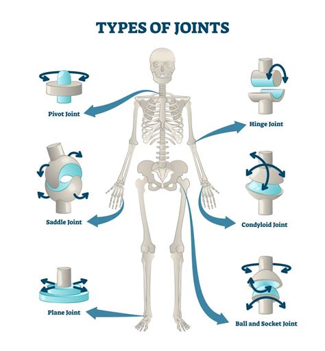 What Are The Different Types Of Joints In Our Body? » ScienceABC