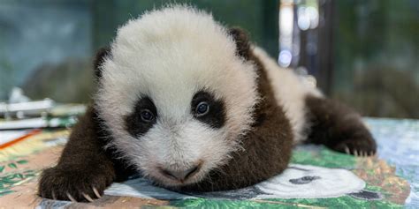 Vote to Name the Giant Panda Cub | Smithsonian's National Zoo