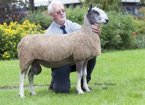 Carlisle Ram & Female Sale - Traditional Type | Bluefaced Leicester ...