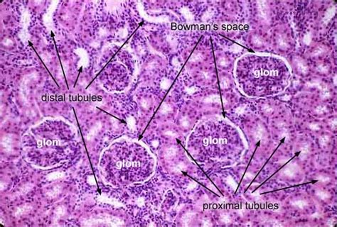 Histology at SIU