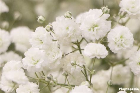 Baby's Breath plant, Gypsophila - How To Grow And Care - Plantopedia