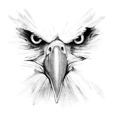 Eagle Head Pencil Drawing Easy