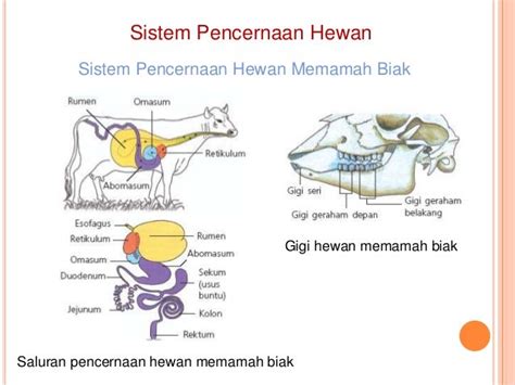 Sistem pencernaan hewan