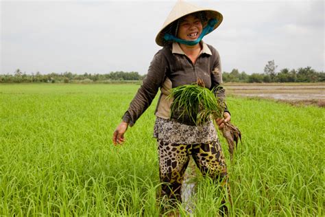 Rice Field Worker - IMB