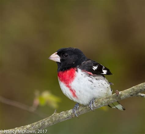 Photographing Rose Breasted Grosbeaks – Masking in Post Processing | Welcome to ...