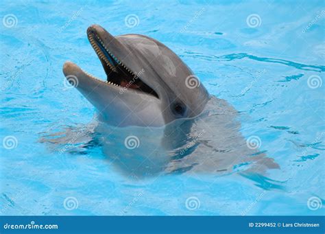 Happy Dolphin Stock Photography - Image: 2299452