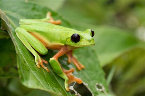 10 Black Eyed Tree Frog Facts - Facts.net