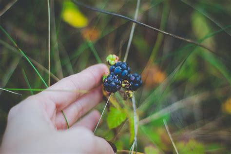 Close-up Photography of Apple Tree · Free Stock Photo