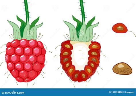 Internal and External Structure of Raspberry Aggregate Fruit Stock Vector - Illustration of seed ...