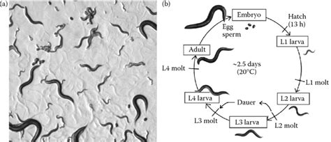 Caenorhabditis Elegans Life Cycle