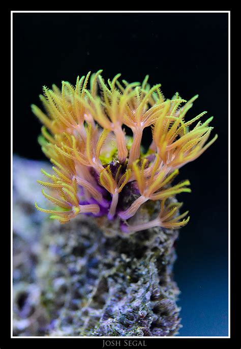 Green Star Polyps | Green Star Polyps in my Reef Aquarium. T… | Flickr