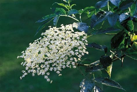 Inflorescence | Racemes, Spikes & Cymes | Britannica