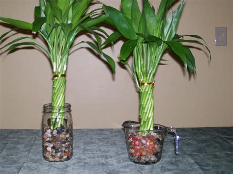 Indoor Bamboo Plant Care In Water / Bamboo Plant Care How To Grow ...