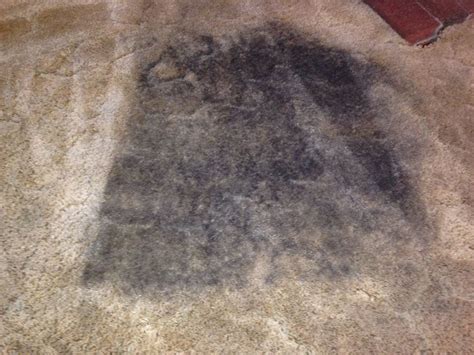 WNC Carpet Cleaning - Before and After | Five Step Carpet Care