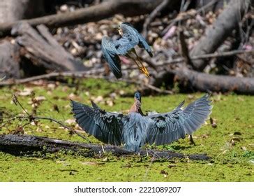 11,432 Green Heron Flying Images, Stock Photos & Vectors | Shutterstock