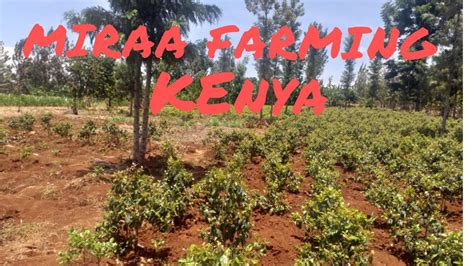 HOW MIRAA FARMING CAN MAKE YOU A MILLIONAIRE IN KENYA🇰🇪(only in 2 years) - YouTube