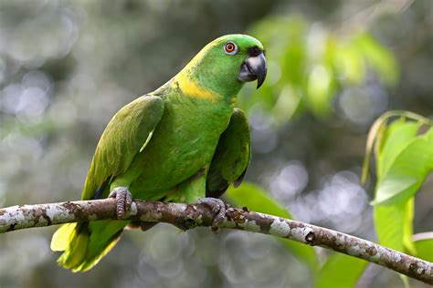 Yellow-Naped Amazon Parrot: Bird Species Profile