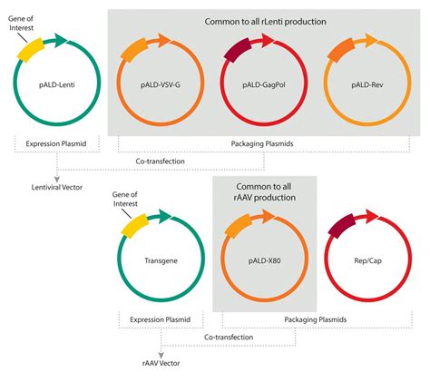 Standardized Plasmid DNA Available On-Demand