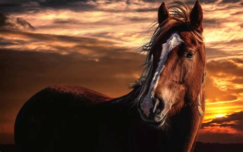 Brown Horse With White MacBook Air Wallpaper Download | AllMacWallpaper