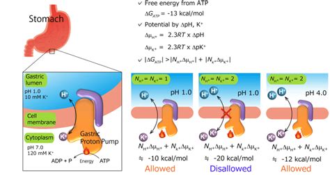 Atp Hydrolysis Energy