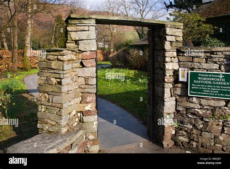 Wordsworth Daffodil Garden Grasmere Cumbria England Stock Photo - Alamy