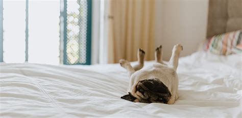 Top 8 Pet Friendly Hotels in Dallas, TX - The Vets