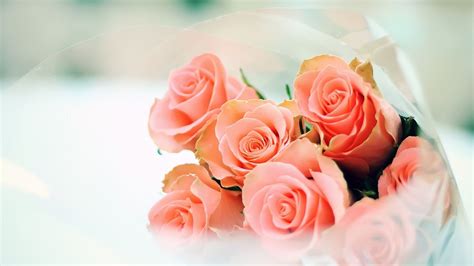 Peach Rose Wallpapers - Top Free Peach Rose Backgrounds - WallpaperAccess