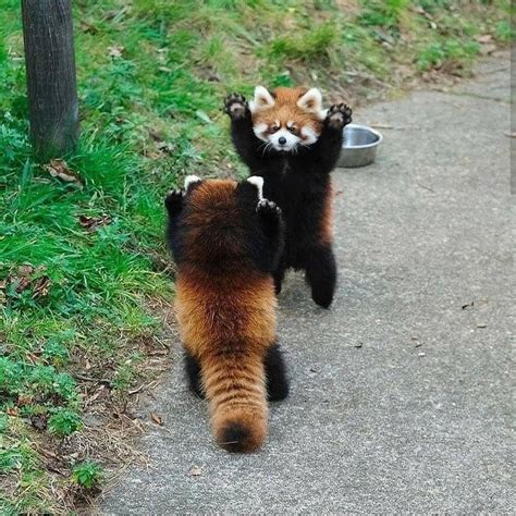 PsBattle: These Two Red Pandas Facing Off. : r/photoshopbattles