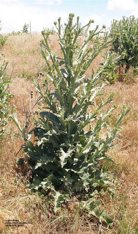 Invasive Scotch Thistle Weed has Staying Power | CropWatch | University of Nebraska–Lincoln