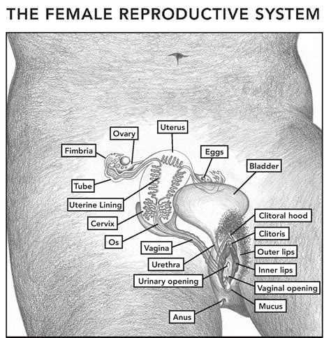 Female and Male Reproductive System Posters – Katie Singer