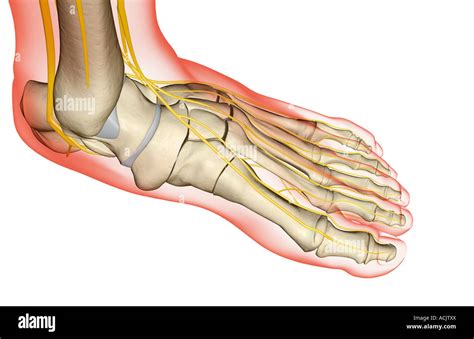 The nerves of the foot Stock Photo - Alamy