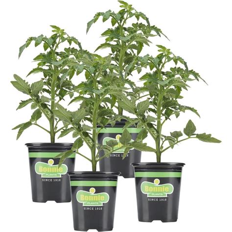 Bonnie 19.03-oz in Pot Tomato Plant at Lowes.com